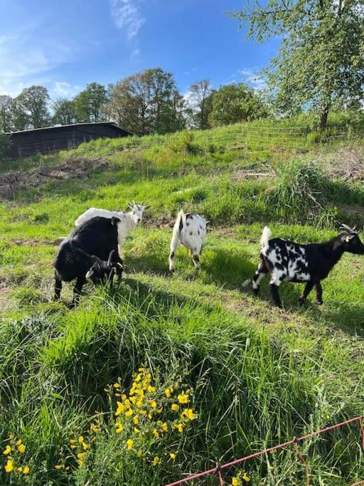 Bornhahn - Idylle Im Westerwald Katzwinkel  Exteriér fotografie